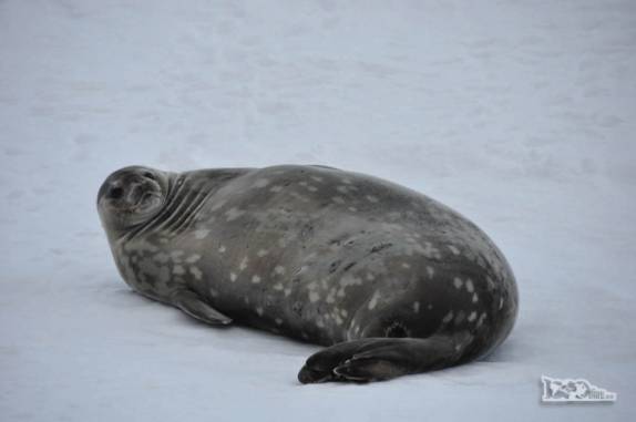 Encontro com uma foca weddell em Half Moon Island, na Antártida